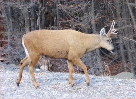 H-303 Huemul en Cerro Castillo